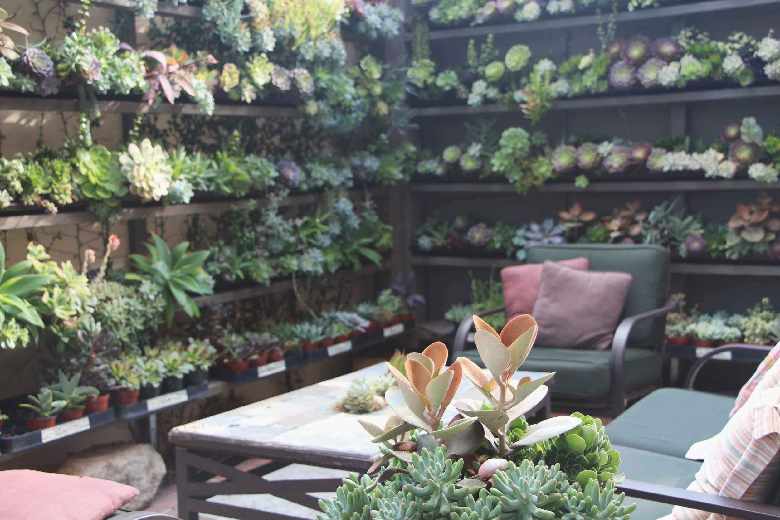 Succulent Cafe Oceanside via Needles + Leaves